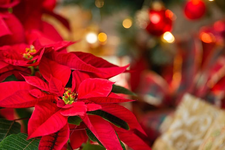 Beautiful red Poinsettia flower, Christmas Star