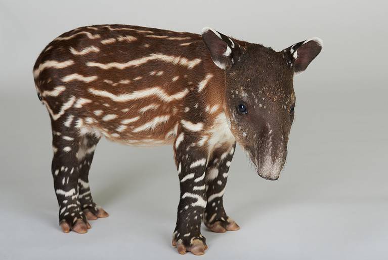 Brown tapir with stripes