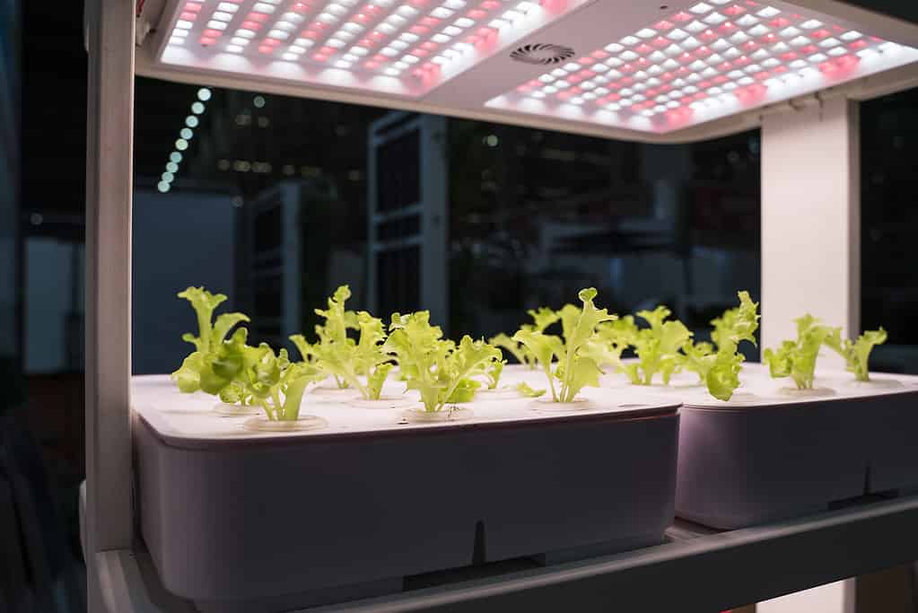 Greenhouse vegetables Plant with Led Light Indoor Farm Technology