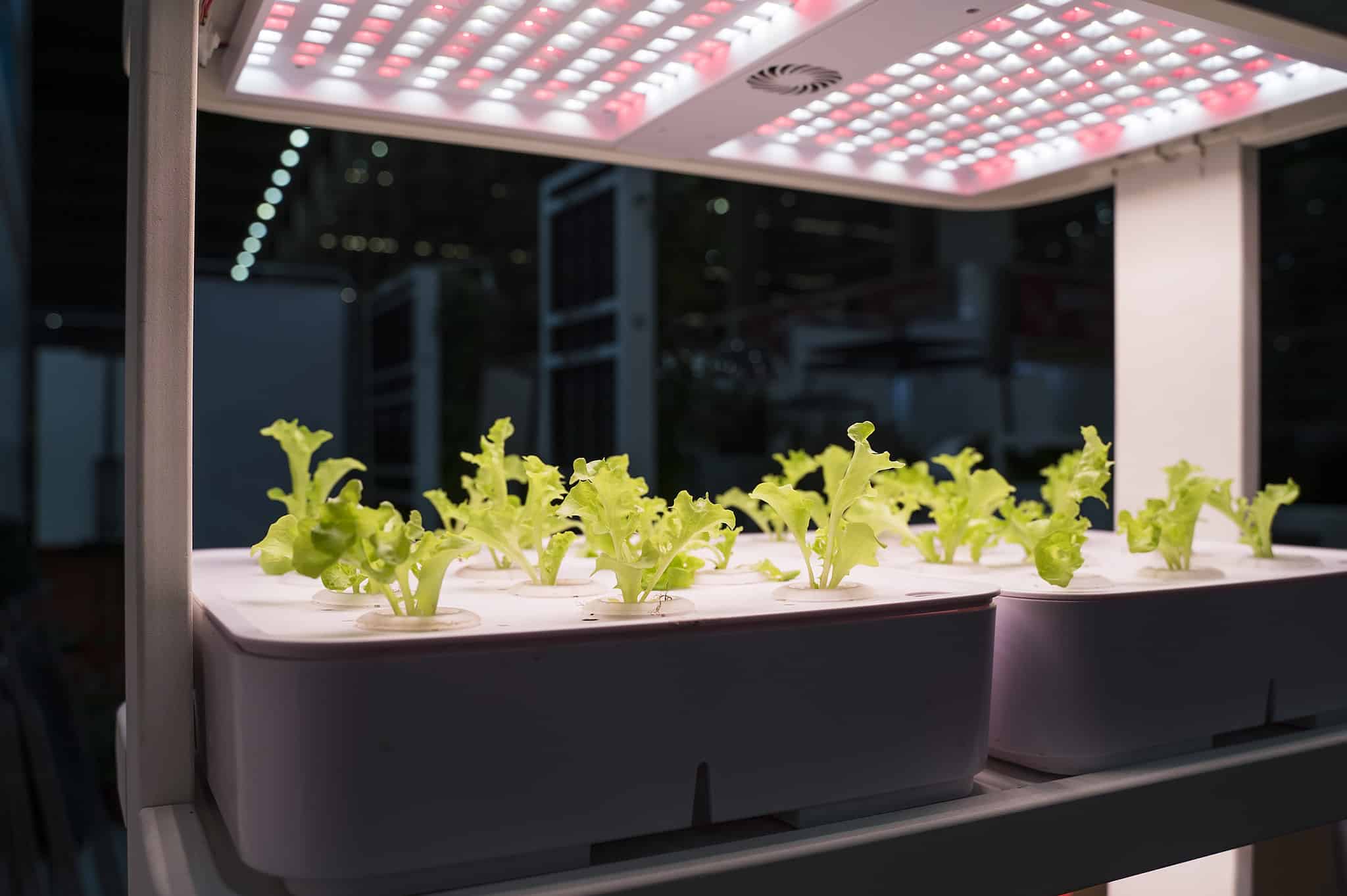 How to Grow a Hydroponic Herb Garden: A Complete Guide - A-Z Animals