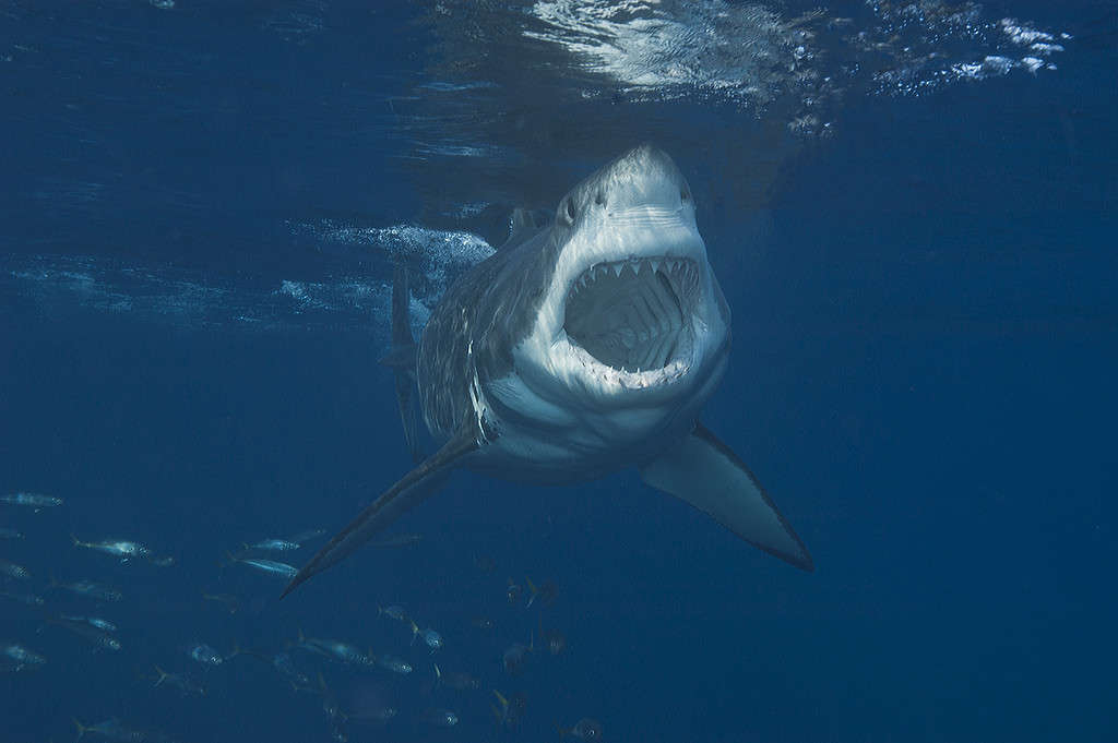 Great White Shark on the attach showing mouth wide open.
