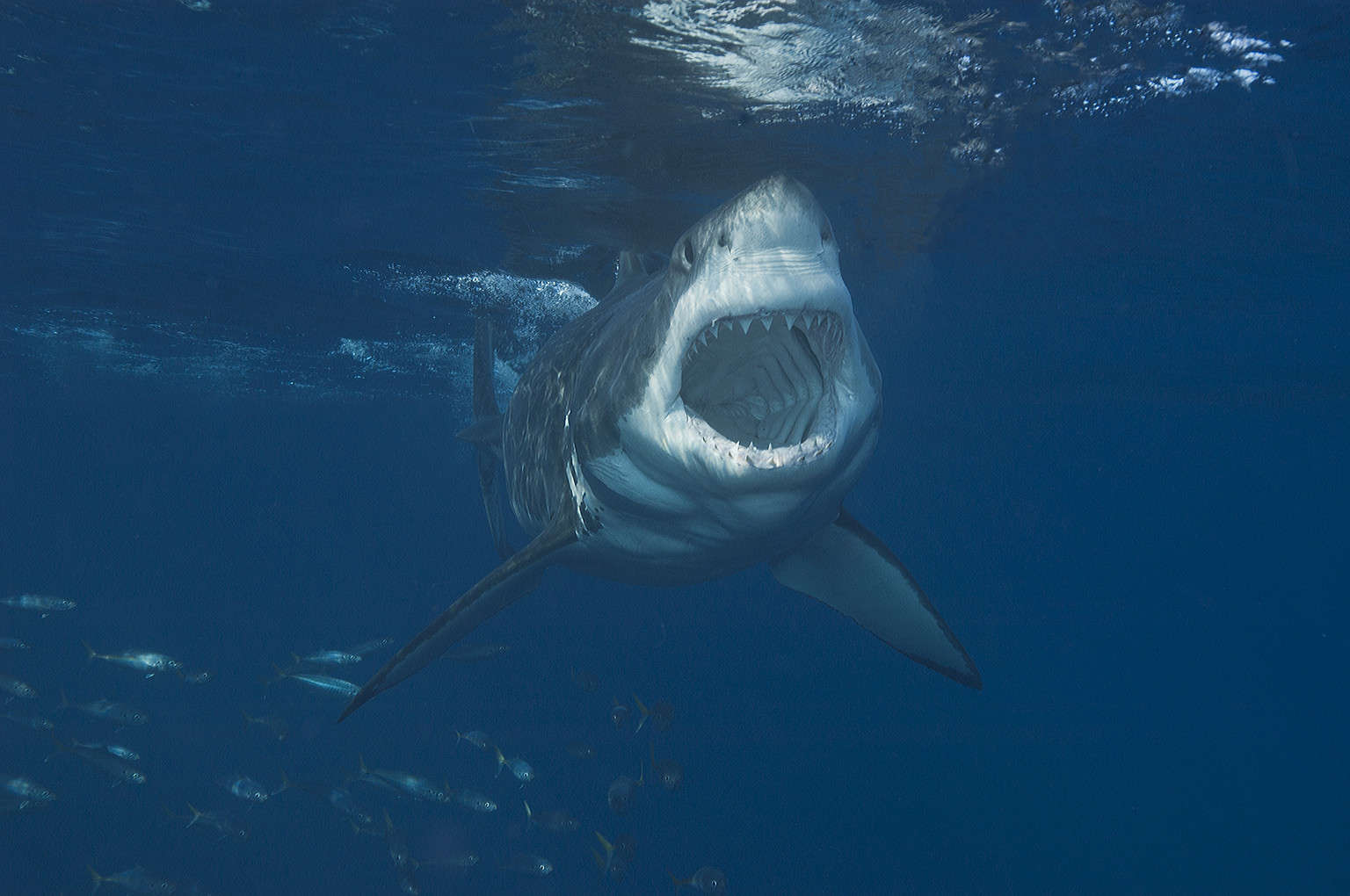 Watch This Great White Shark Come Within Inches of a Small Child ...