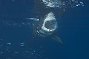 Gargantuan 1,700-Pound Great White Shark Just Emerged Off Florida’s Coast Picture