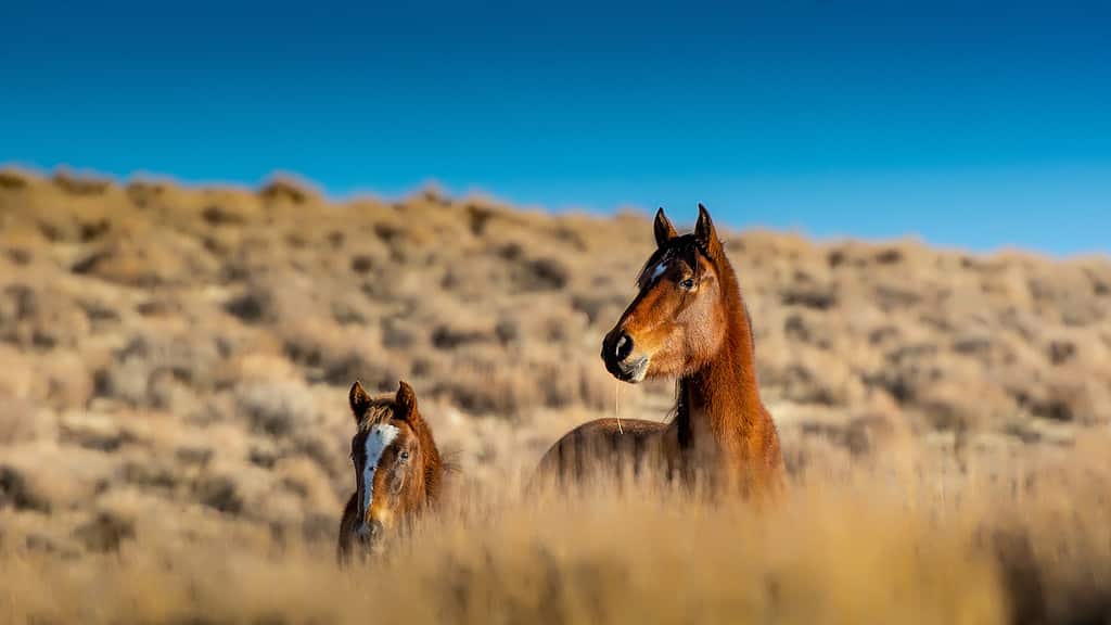 A mustang mare and her in the high desert