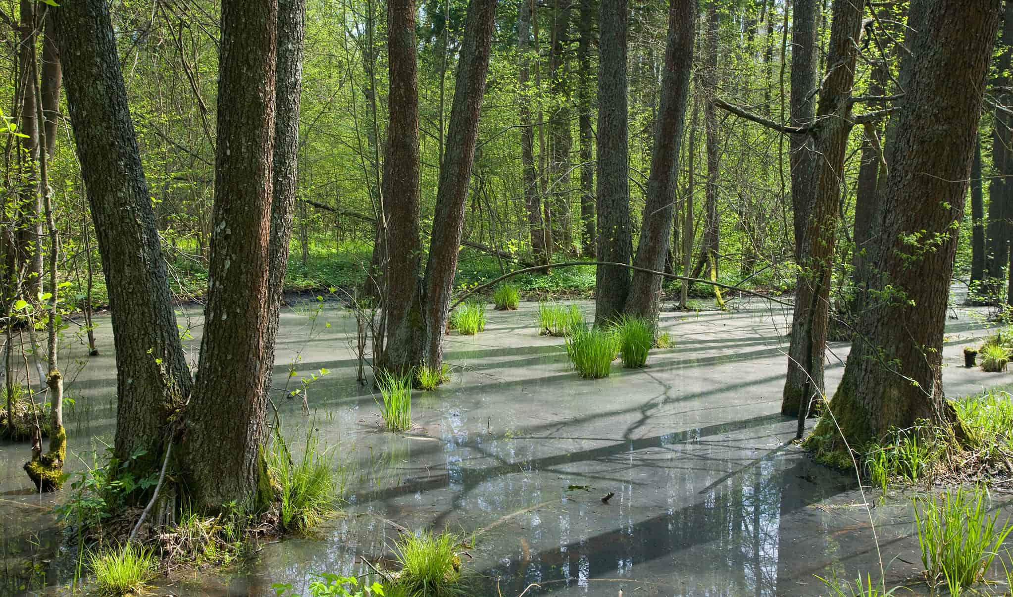 5 Incredible Plants That Thrive in Swamps - A-Z Animals