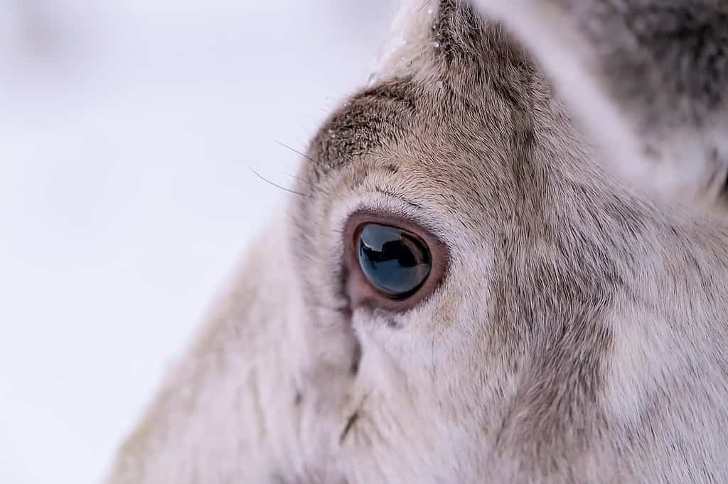 Close up of a reindeer eye
