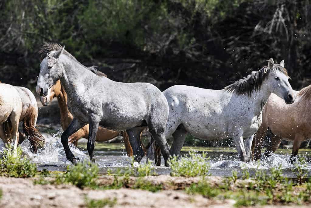 Two gray horses opposing each other