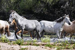 All About Arizona’s Wild Horses: Population and Where to See Them Picture