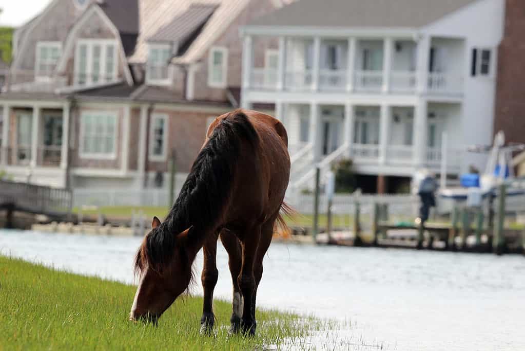 Wild Pony of Carrot Island on the North Carolina Coast