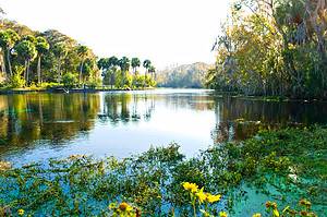 Rainbow Springs State Park: Best Time to Visit and Swimming Tips Picture