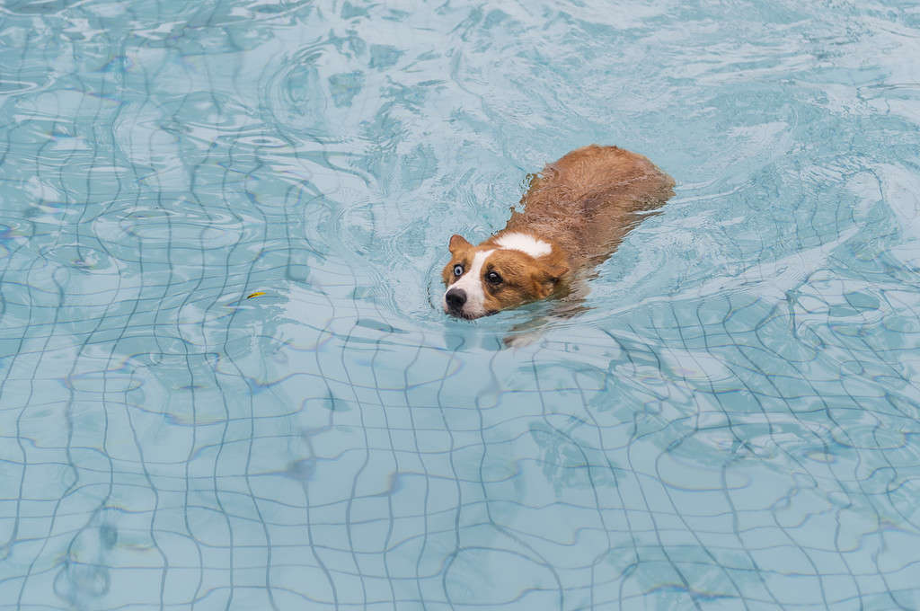 Corgi dog playing in the pool
