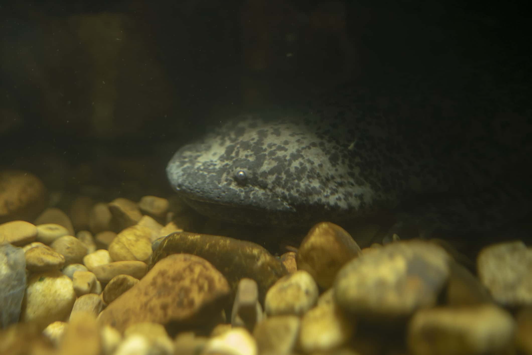 giant chinese salamander in an aquarium