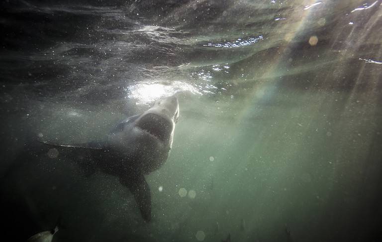 Great white shark swimming underwater