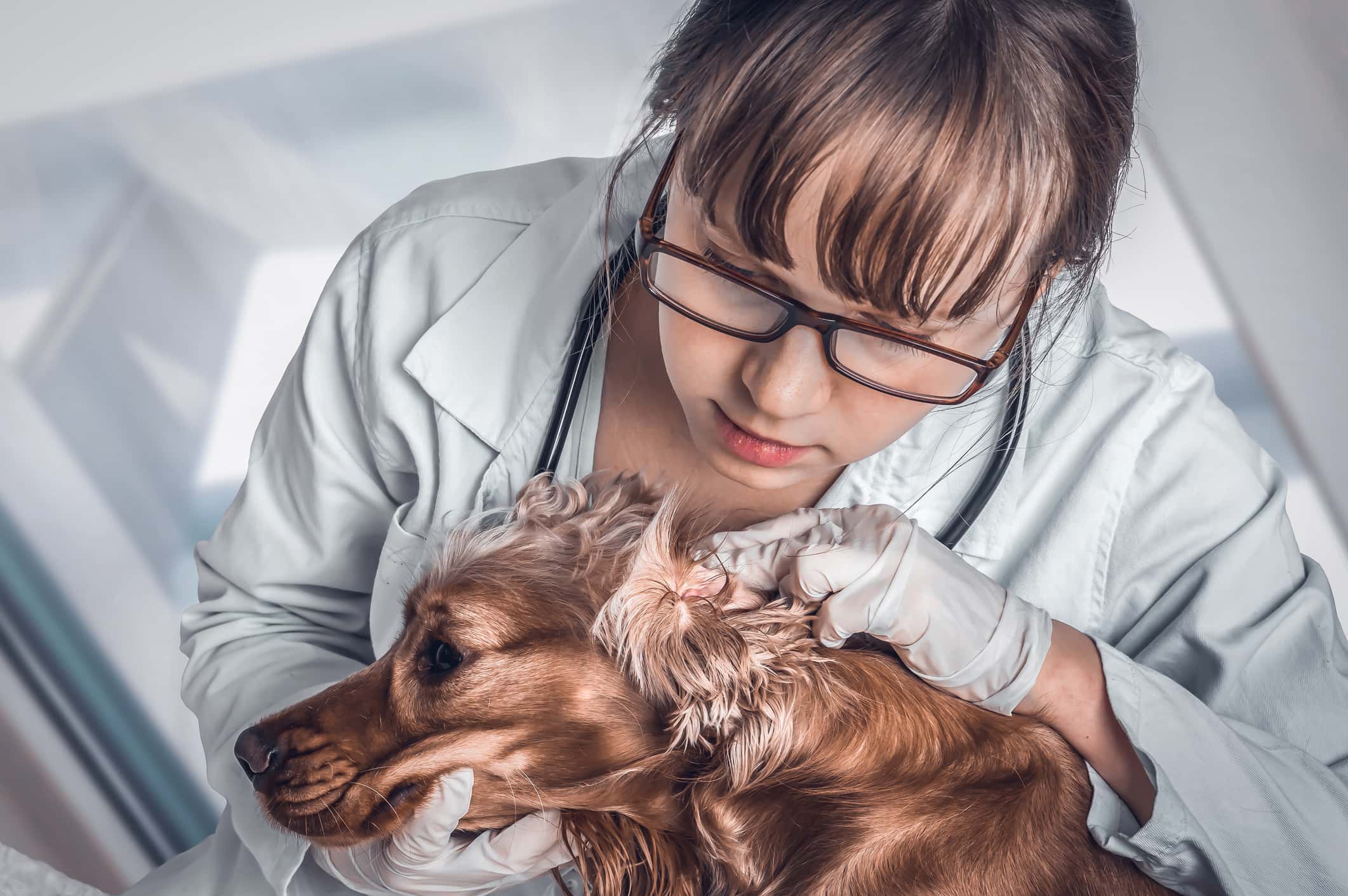 Veterinarian checks ears to a dog