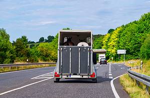 How To Transport a Horse: 5 Ways To Get Them To and From Picture