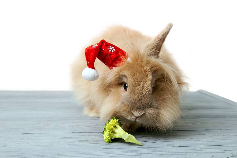 Christmas rabbit eats broccoli