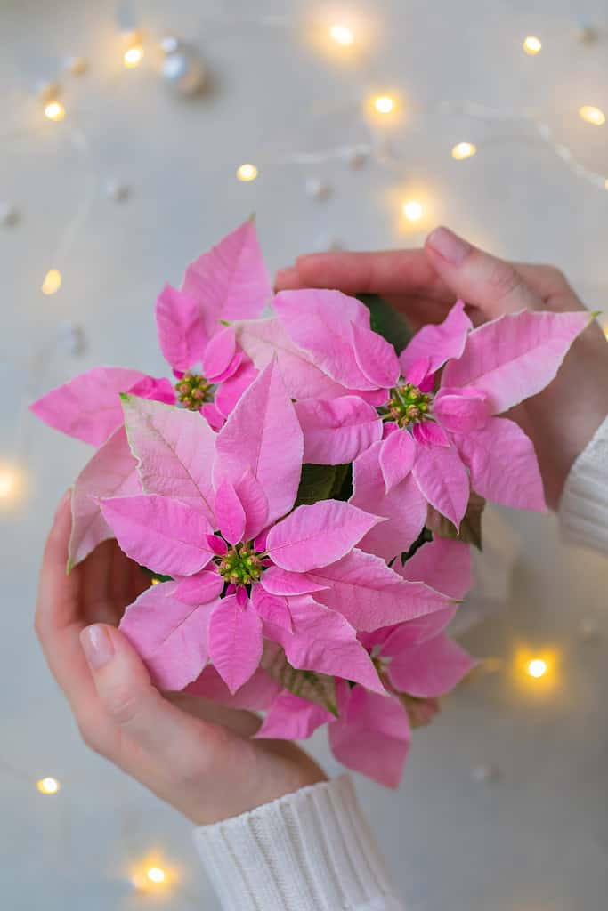 Woman hands holding Christmas pink poinsettia with sparkling garland
