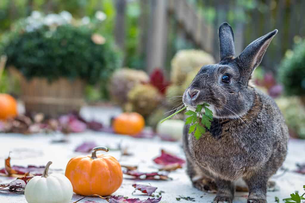 Small gray and white rabbit eating parsley surrounded by colorful fall leaves