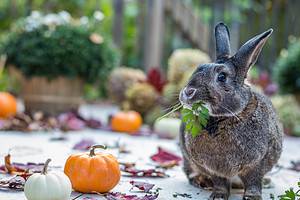 Yes, Rabbits Can Eat Pumpkin! But Follow These 4 Tips Picture