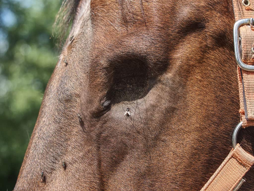 Brown blind horse. Close up. Head of horse witth missing eye