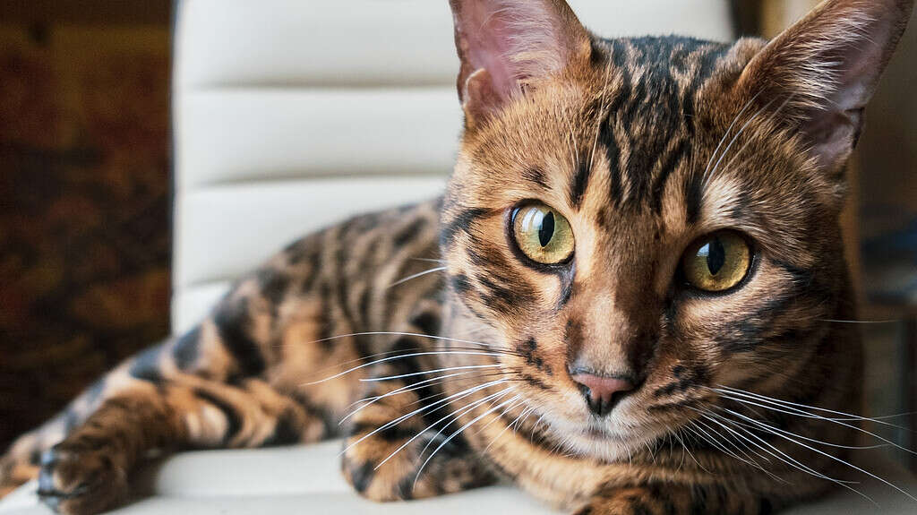Beautiful young bengal cat with green eyes.