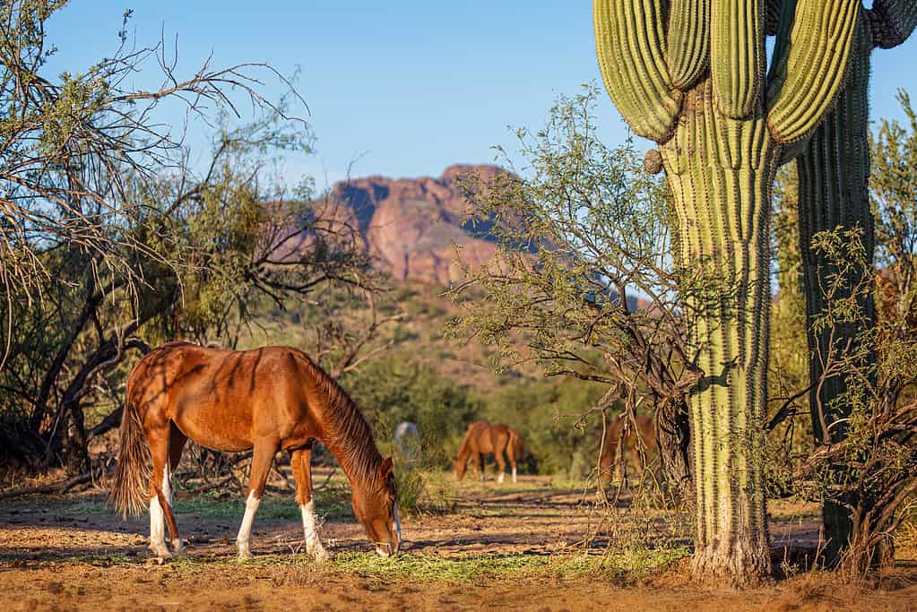 Wild Horses in Beautiful Arizona Scene