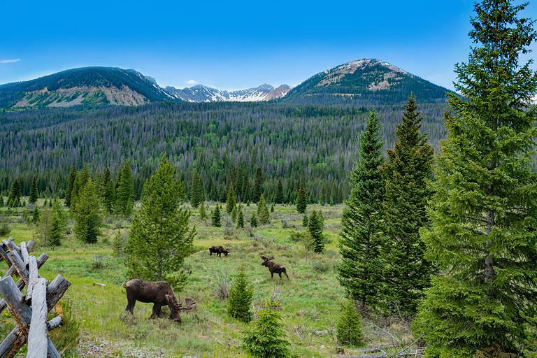 moose in the Rocky Mountains in Colorado