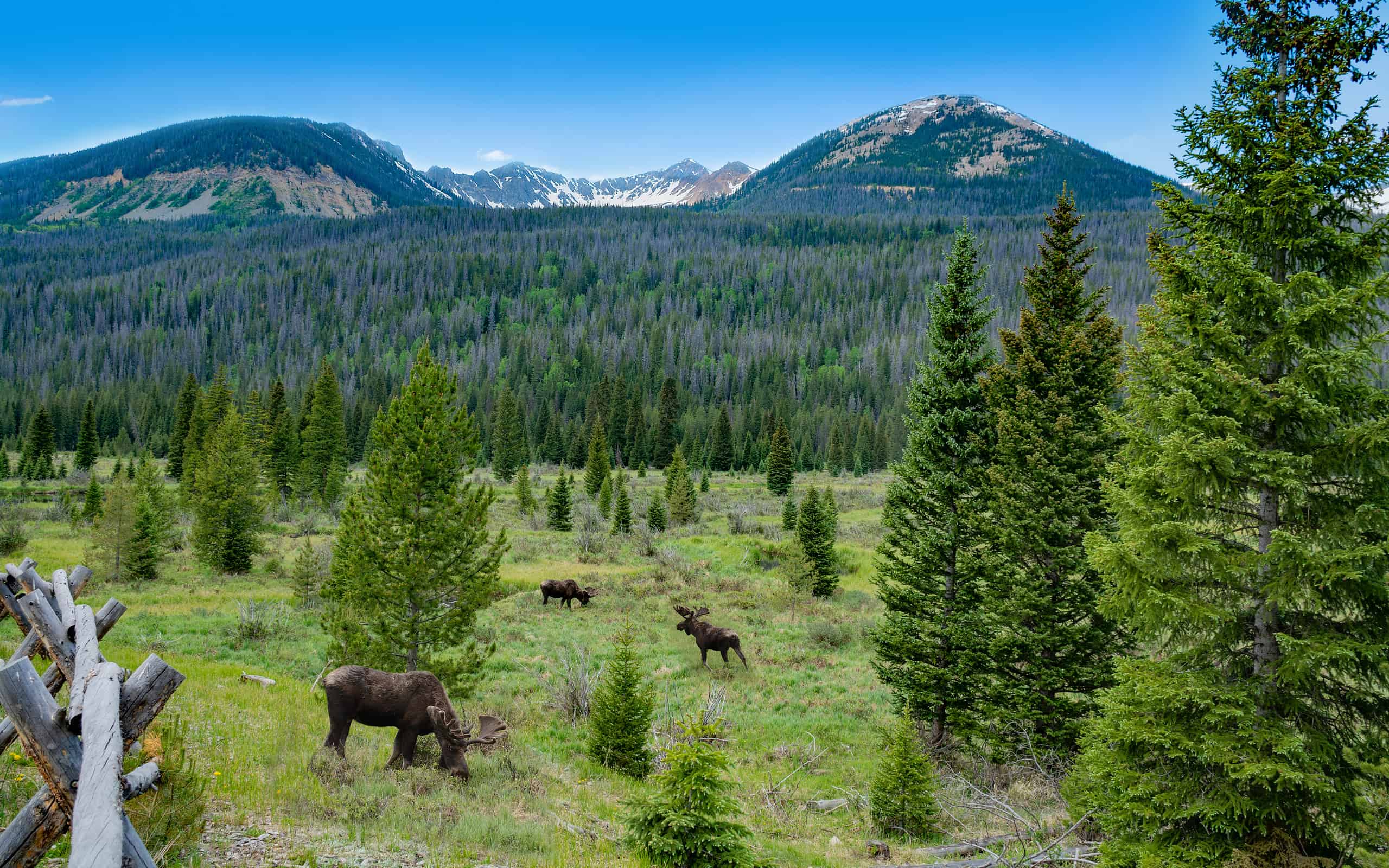 moose in the Rocky Mountains in Colorado