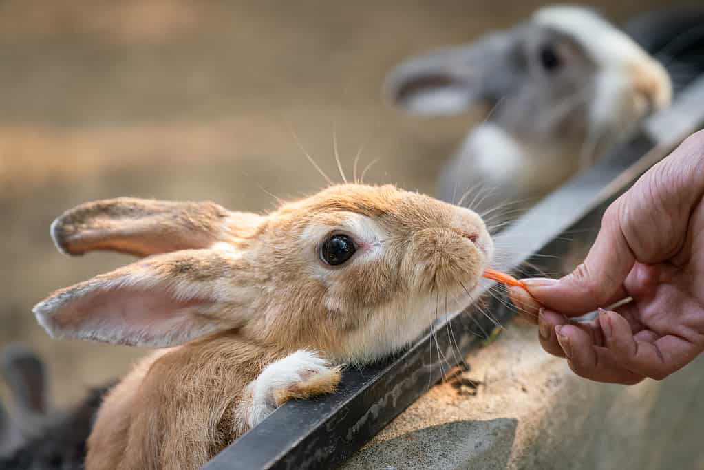 Feeding food for the rabbit.