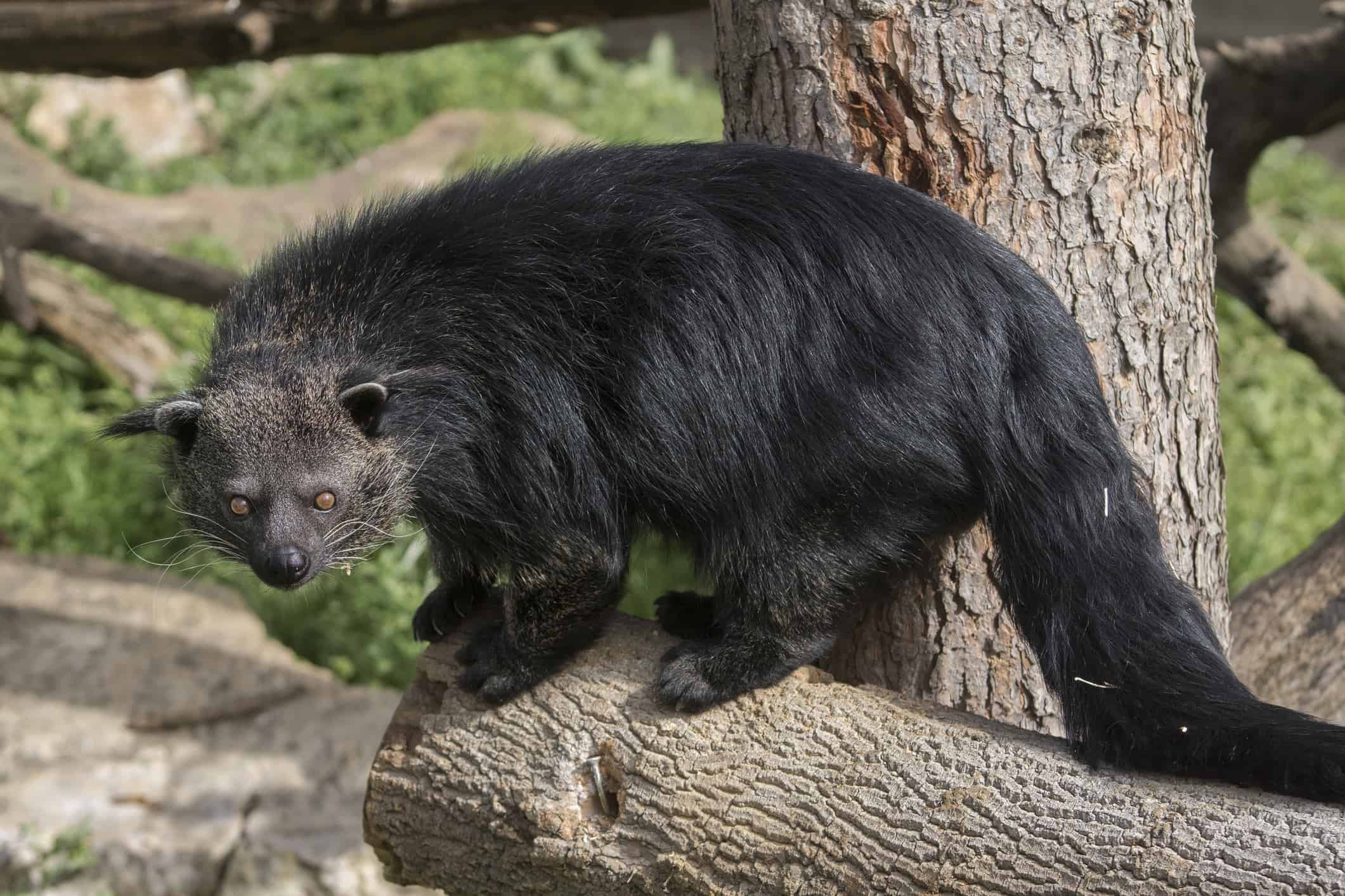 The binturong (Arctictis binturong) also known as bearcat