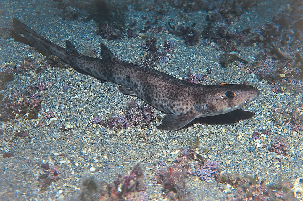 Small Spotted Catshark