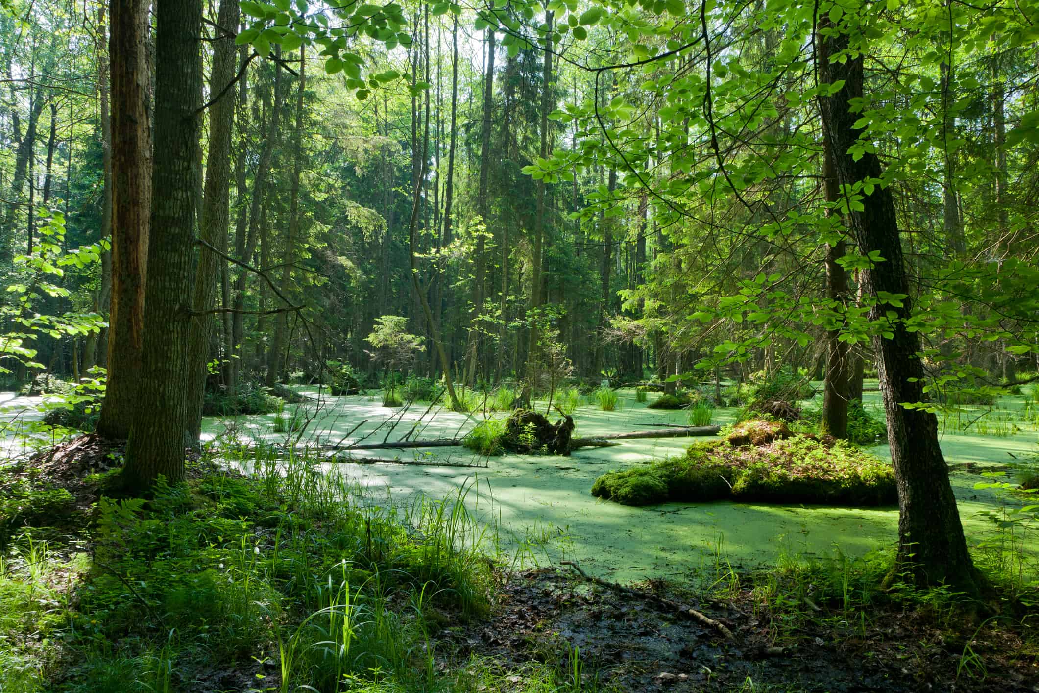 Natural alder-carr stand of Bialowieza Forest with standing water