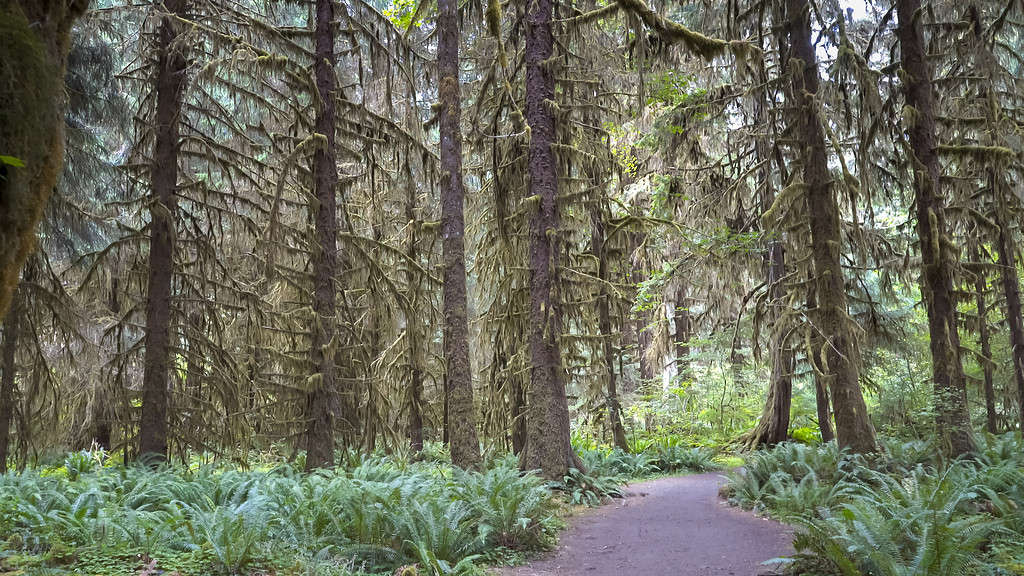 walking along a trail past spruce trees at hoh rainforest
