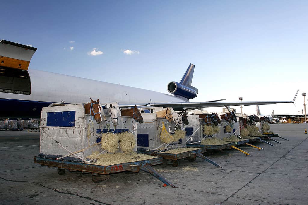 Horses being transported by plane