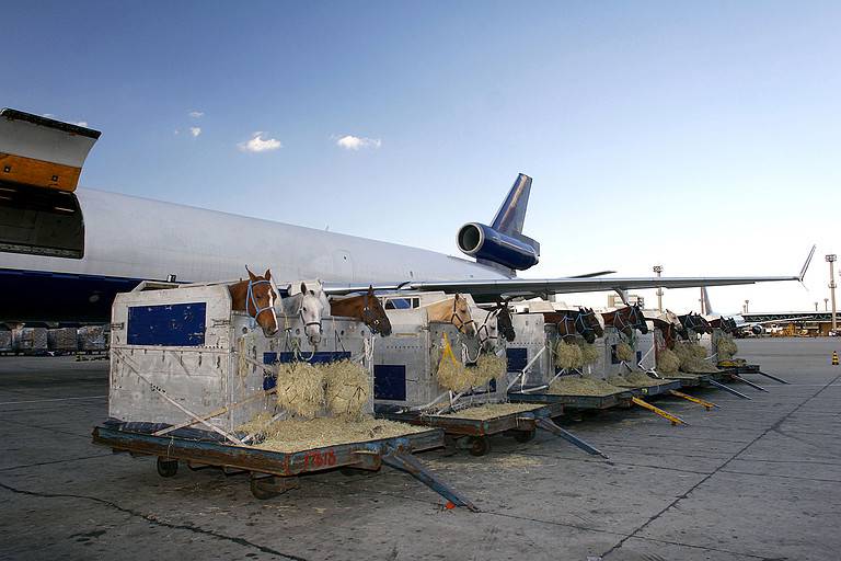 race horse is loading to the airplane