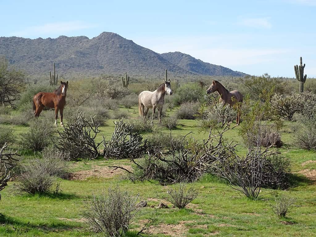 The Wild Horses of Arizona