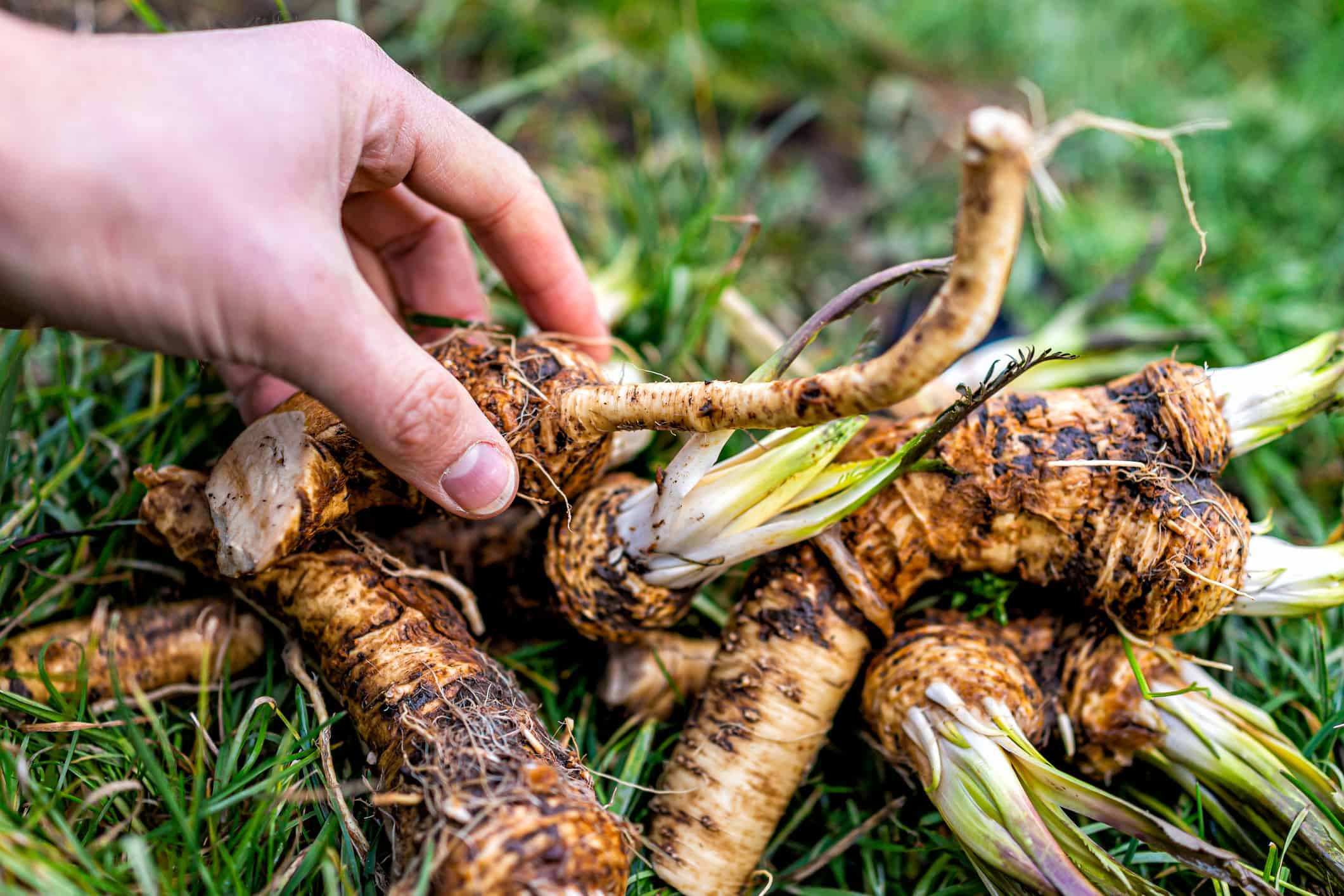 Green grass closeup view with hand holding touching dug up horseradish root in winter vegetable garden in Ukraine dacha