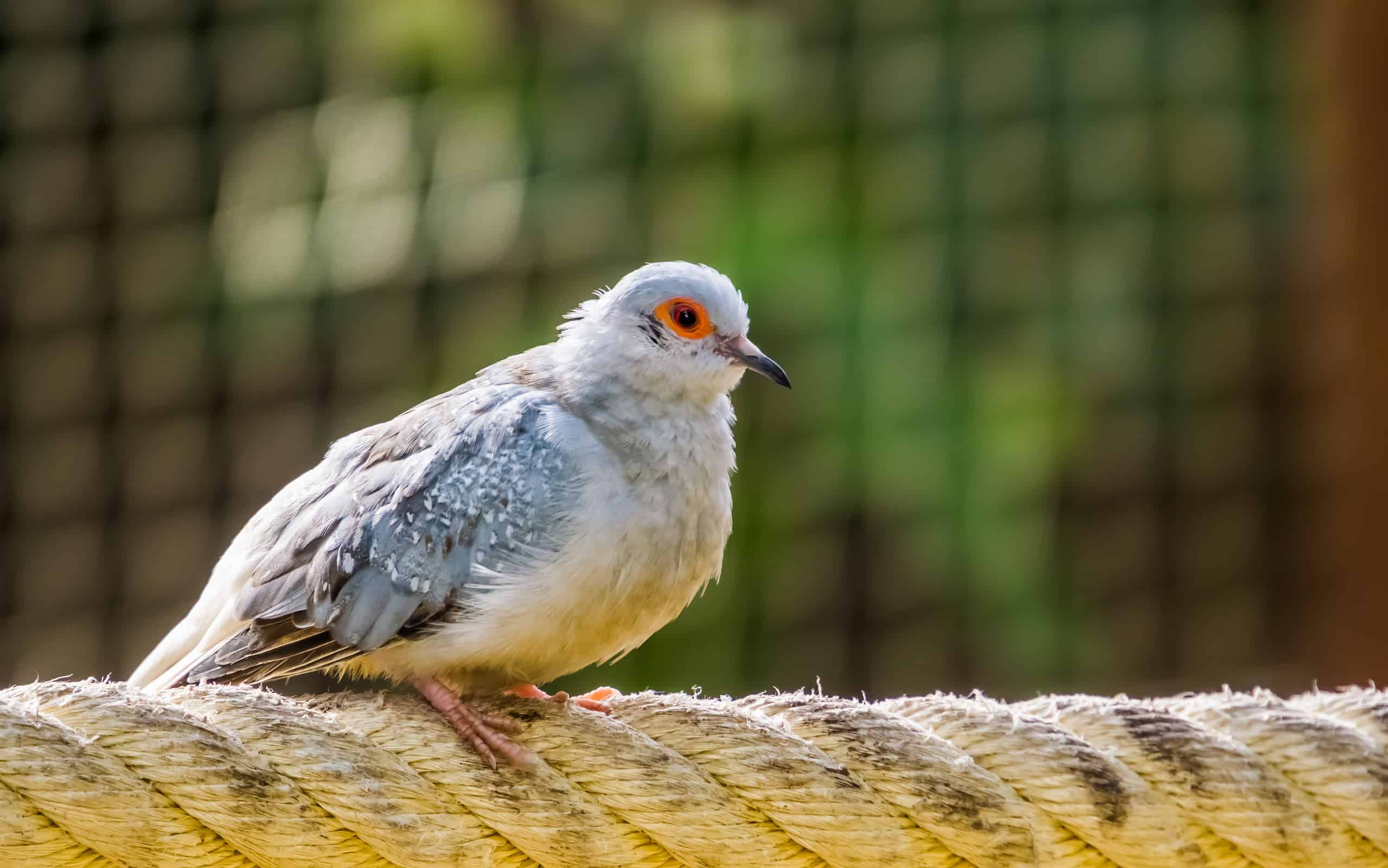 closeup portrait of a diamond dove, popular tropical bird specie from Australia