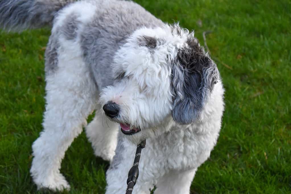 Sheepadoodle Puppy In Grass With A Leash On