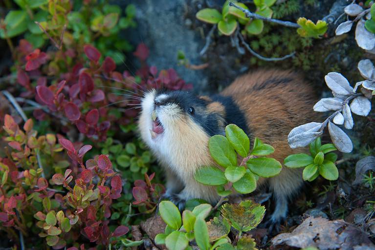 Norway Lemming, Lemmus lemmus