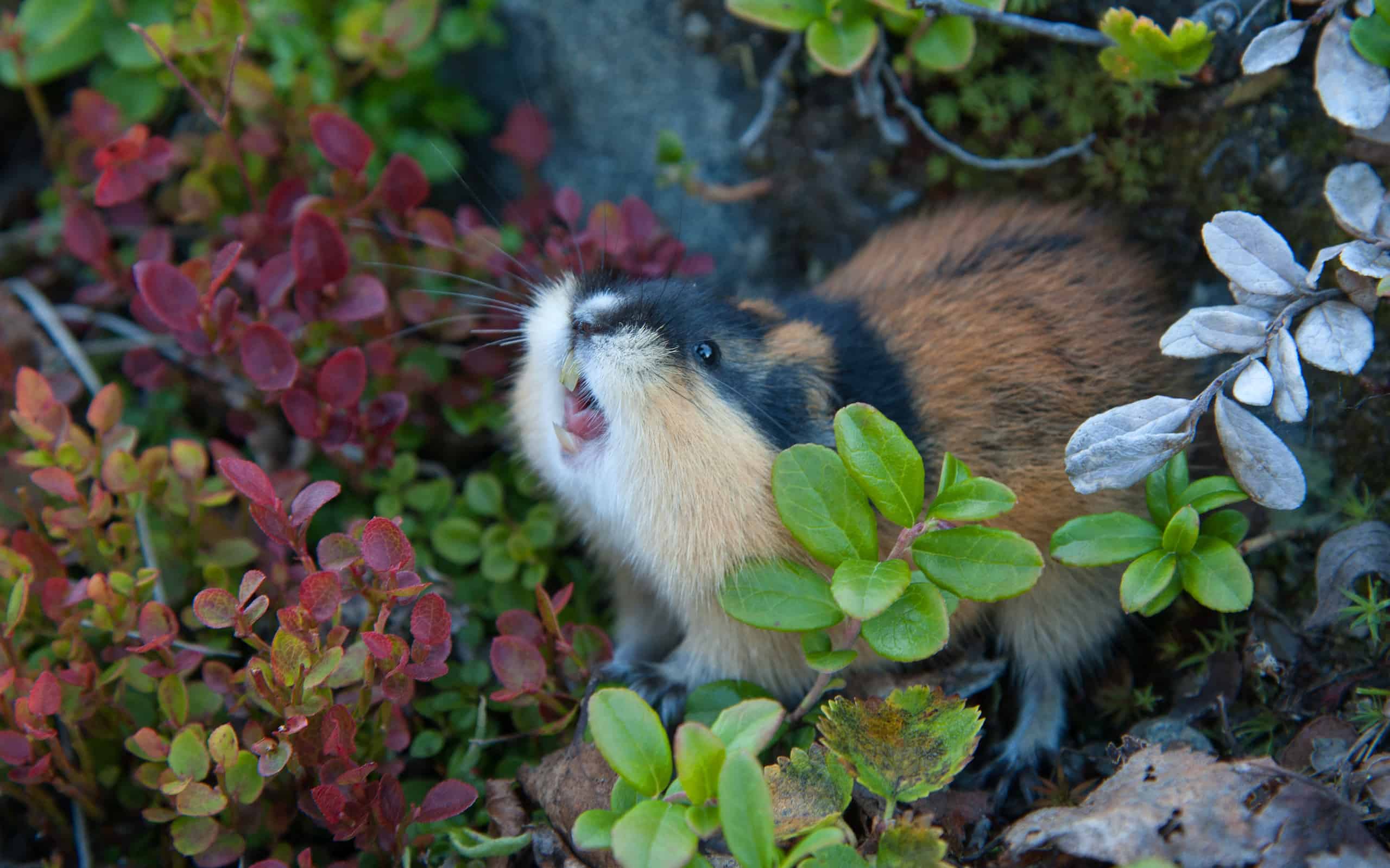 Are Lemmings Really Suicidal? The Truth Behind Animal Myths
