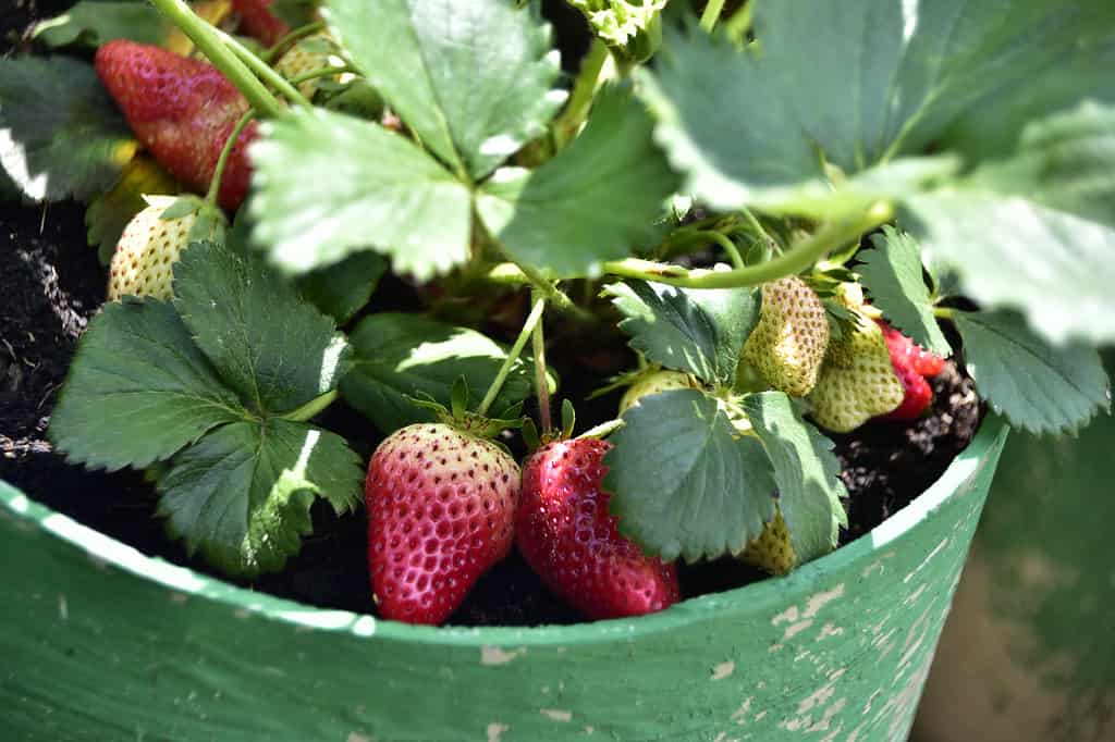 Organic strawberry in the pot