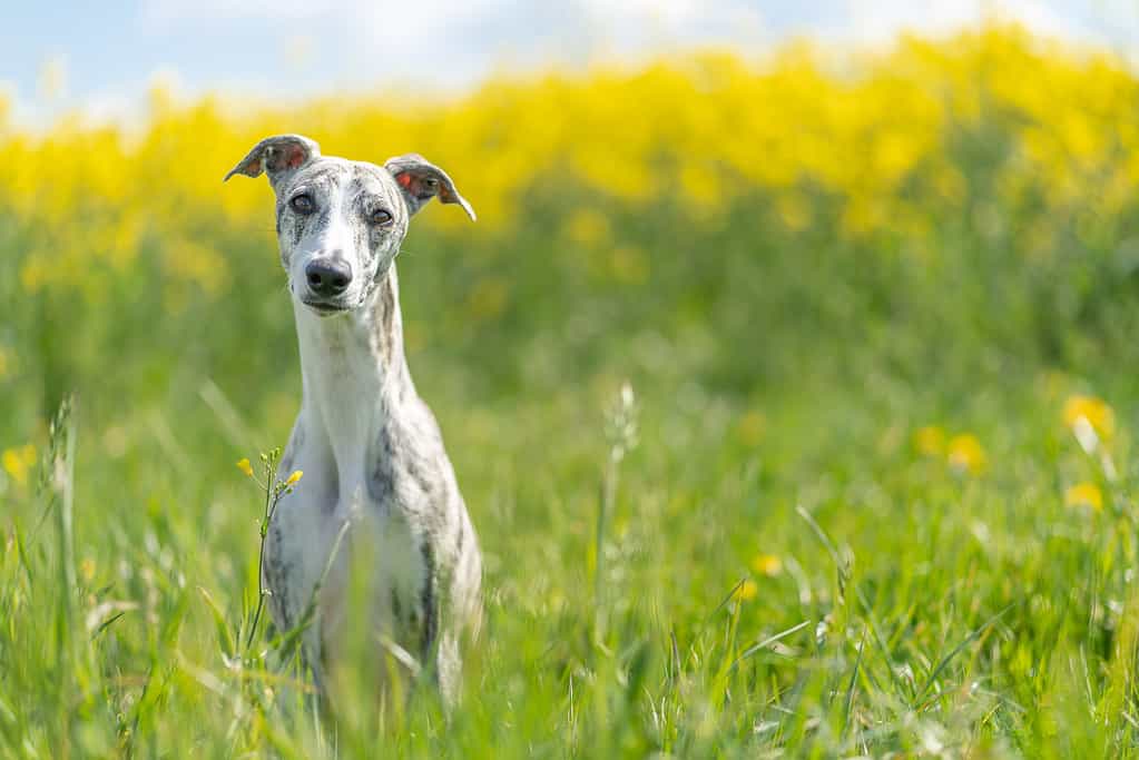 young, pretty Whippet in front of a yellow rapeseed field