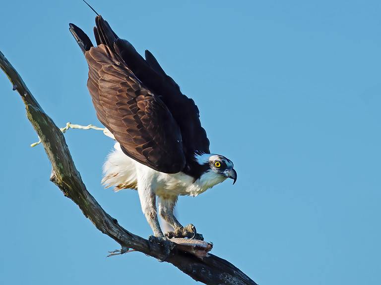 Osprey in Tree Eating Fish and Pooping