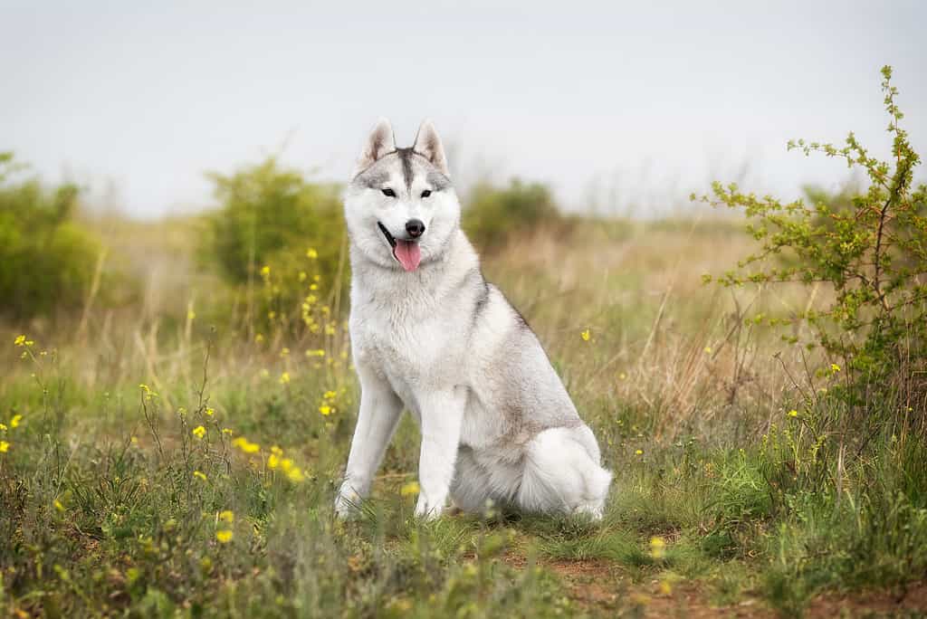 A portrait of a young grey and white Siberian husky female bitch with brown eyes.