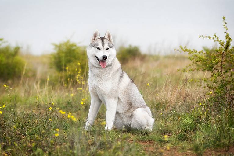 Siberian Husky