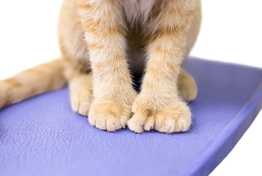 Close up of a polydactyl cat's extra toes