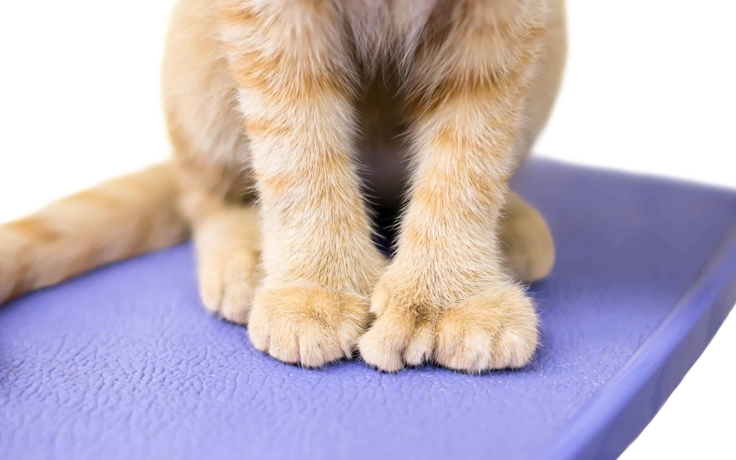Close up of a polydactyl cat's extra toes