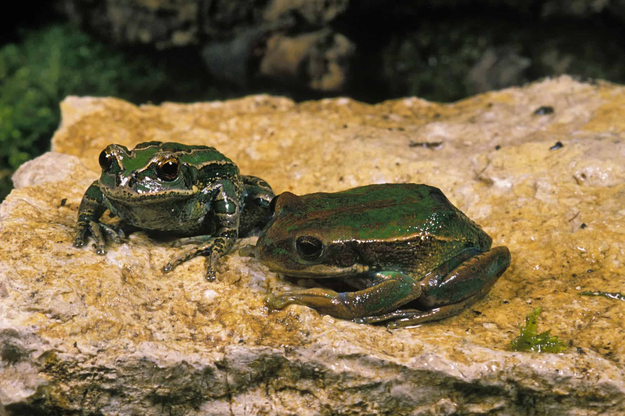 Marsupial Frog, gastrotheca riobambae standing on Stone