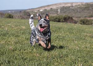 Australian Cattle Dog Prices in 2024: Purchase Cost, Vet Bills, and More! Picture